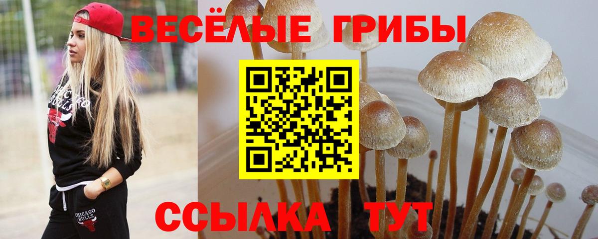 Брянск  Псилоцибиновые грибы GOLDEN TEACHER  Вход с VPN 